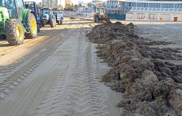 Algas acumuladas en la playa de La Caleta de Cádiz.
