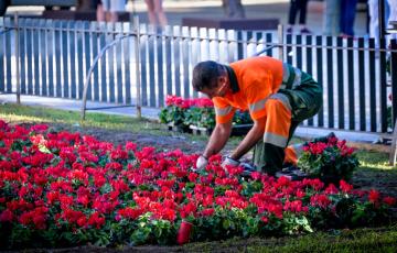 Un técnico municipal plantando las flores de la especie ciclamen.