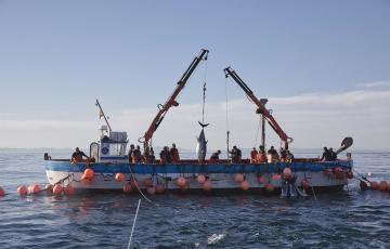Varios pescadores durante la ‘levantá’ del atún en las inmediaciones de Barbate.