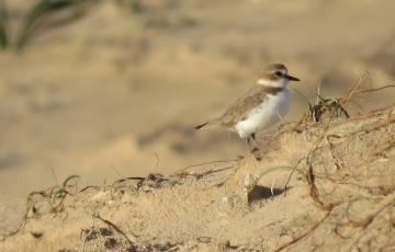 Los ecologistas piden respeto a la ciudadanía para proteger al chorlitejo en las dunas de Cortadura.