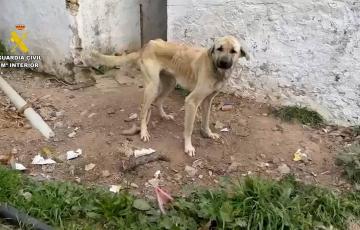 Uno de los canes rescatados durante el operativo