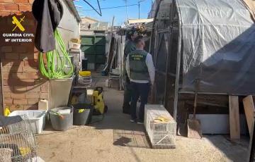 Operación de la Guardia Civil en la que han intervenido más de 500 ejemplares de aves exóticas en una vivienda.