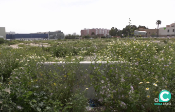 Terrenos en la capital gaditana deonde se ubicará el futuro equipamiento