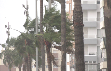 Palmeras azotadas por el viento en el Paseo Marítimo de la capital gaditana 