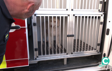 Uno de los canes estrena la nueva adquisición movil