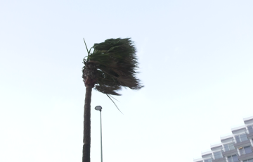 Palmera en el Paseo Marítimo de la capital gaditana