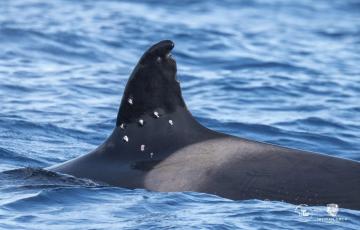 Dorsal del cetaceo herido