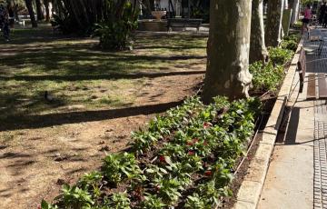 Parques y jardines renuevan las flores de la plaza España y el parque. 