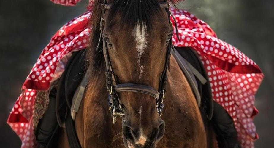 El mundo del caballo y el flamenco