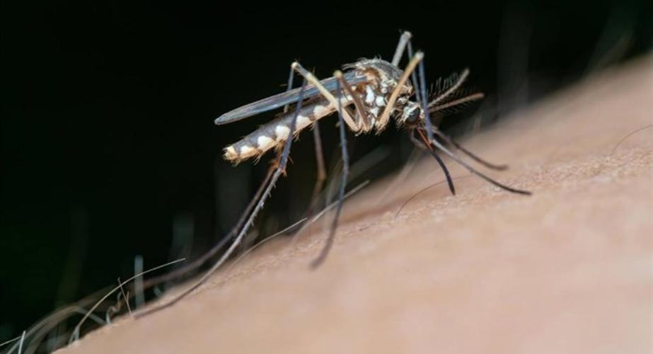Un ejemplar de mosquito, vector de transmisión del virus del Nilo occidental.