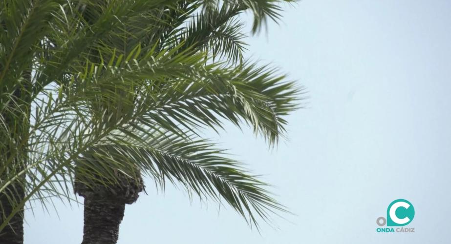 El litoral gaditano se mantiene este sábado en aviso por fuertes vientos. 