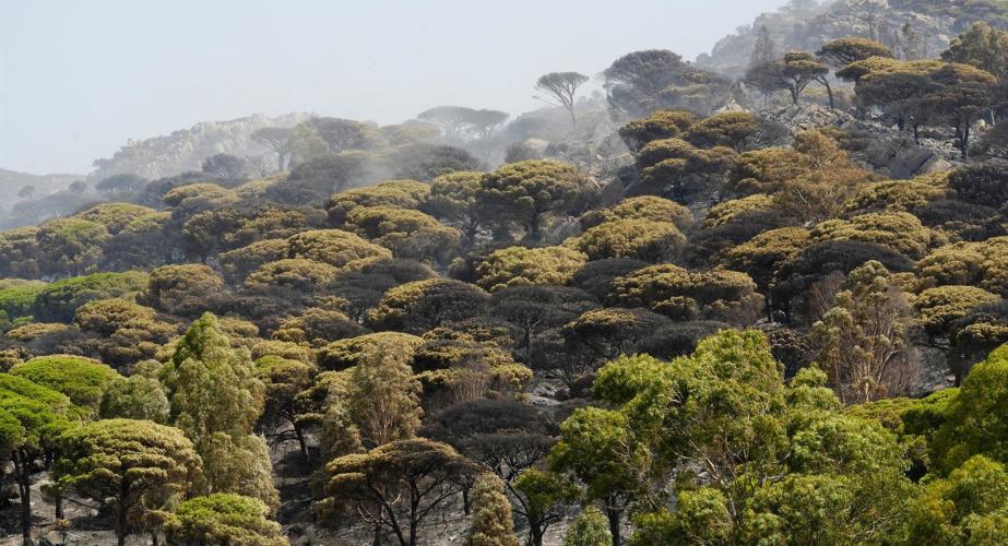 Vegetación quemada en el incendio en Tarifa.