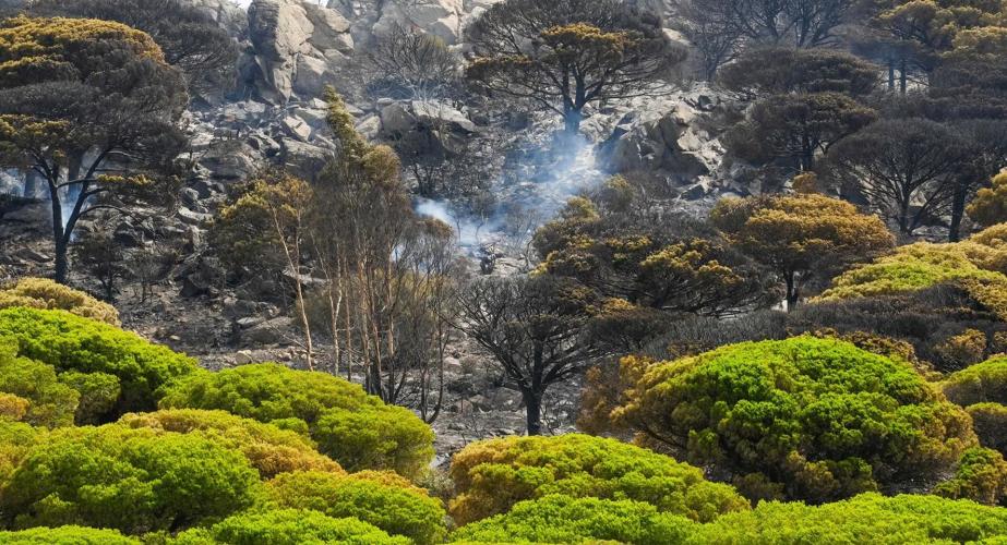 Grupos de bomberos forestales, un agente de medio ambiente y dos autobombas han sofocado las llamas 