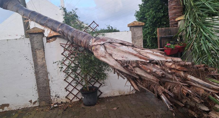 Un árbol caído en la localidad gaditana