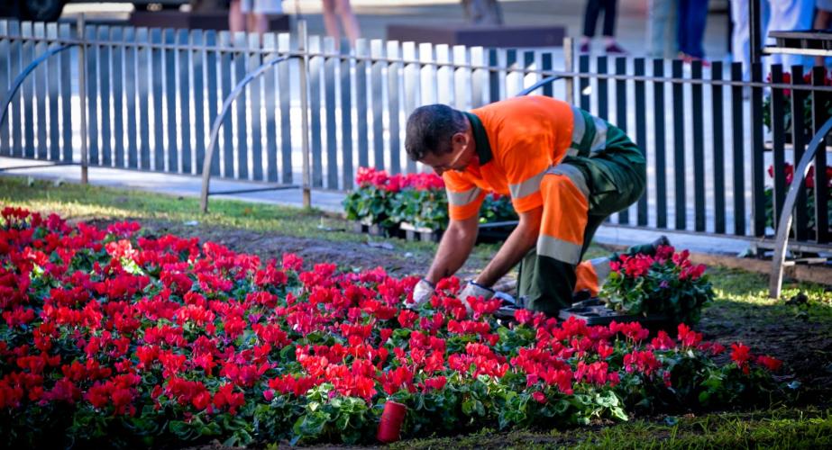 Un técnico municipal plantando las flores de la especie ciclamen.