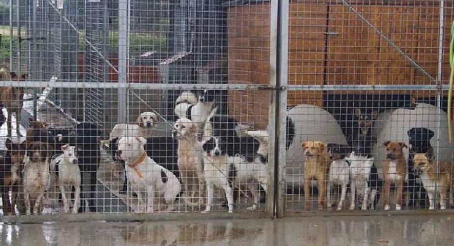 El nuevo espacio estará ubicado junto a la depuradora, en la carretera que une Cádiz con San Fernando