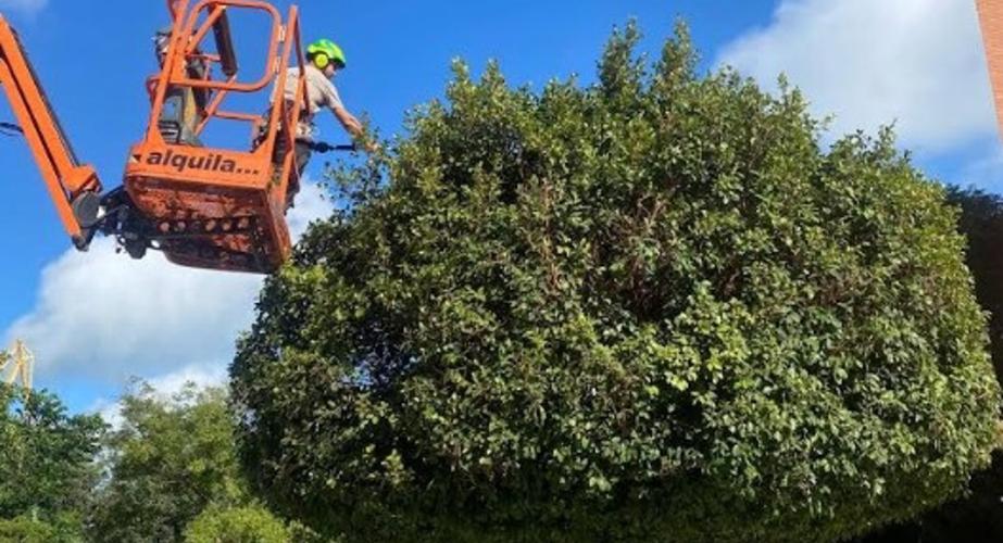 Campaña de revisión y mantenimiento del arbolado de la ciudad.
