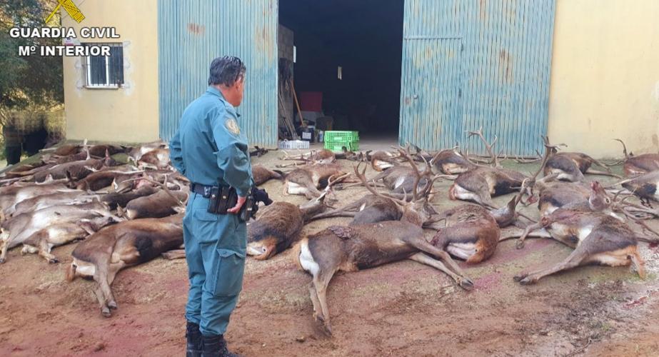 Un agente de la Guardia Civil ante los ejemplares abatidos 
