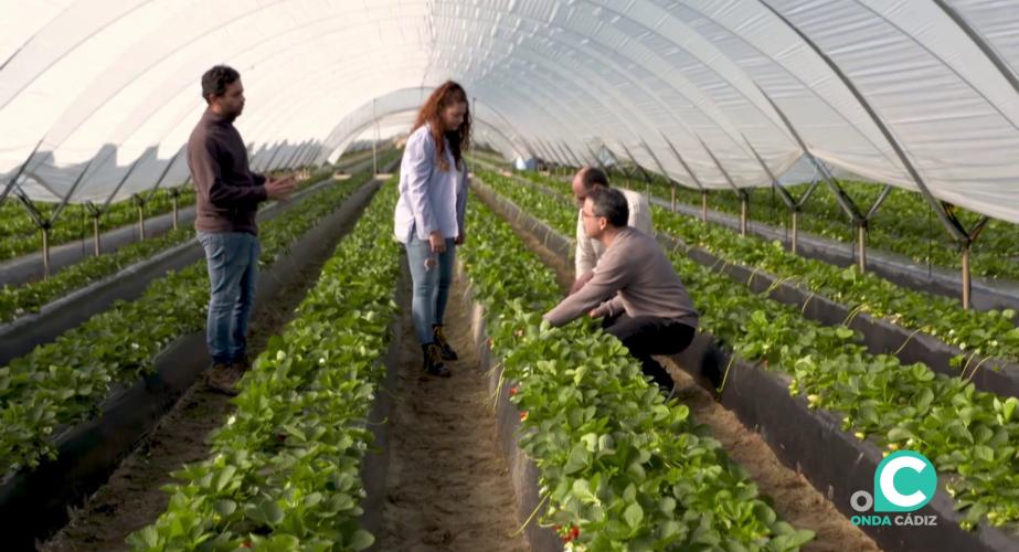 Trabajadores del sector agrario