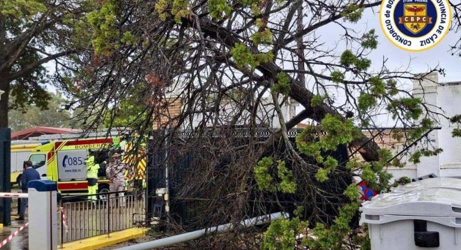 Trabajos de retirada de un árbol caído en San Fernando