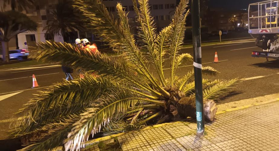 Una palmera caída en la Avenida por efecto del potente viento este viernes