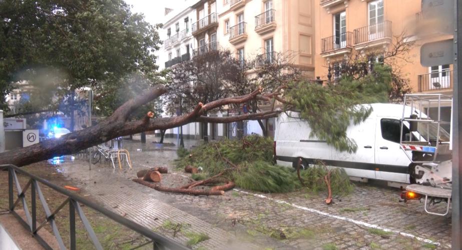 El intenso temporal causa la caída de dos árboles en el frente de Canalejas.