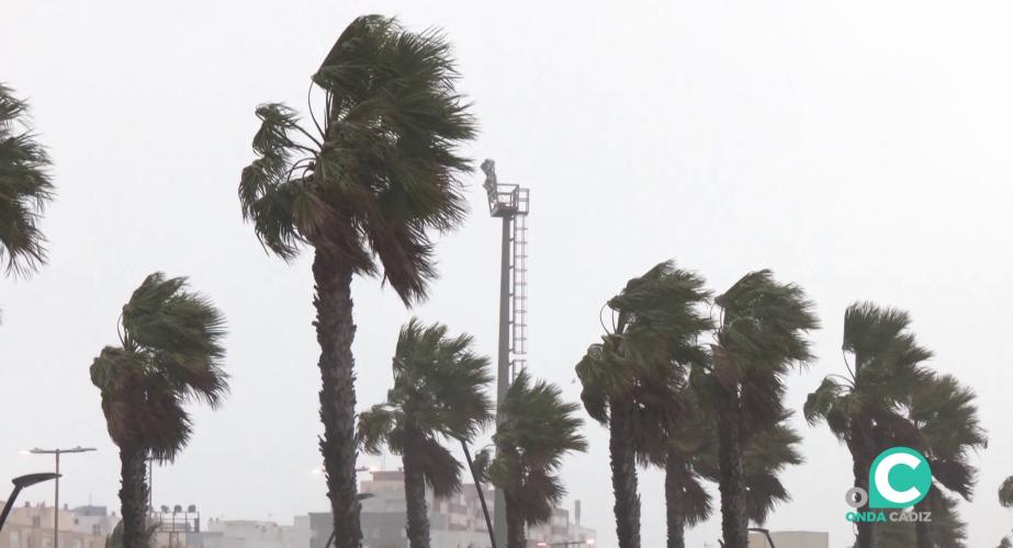 Palmeras en la mañana de este martes en la capital gaditana
