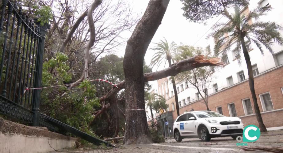 Un automóvil pasa junto a un árbol caído junto al parque Genovés.