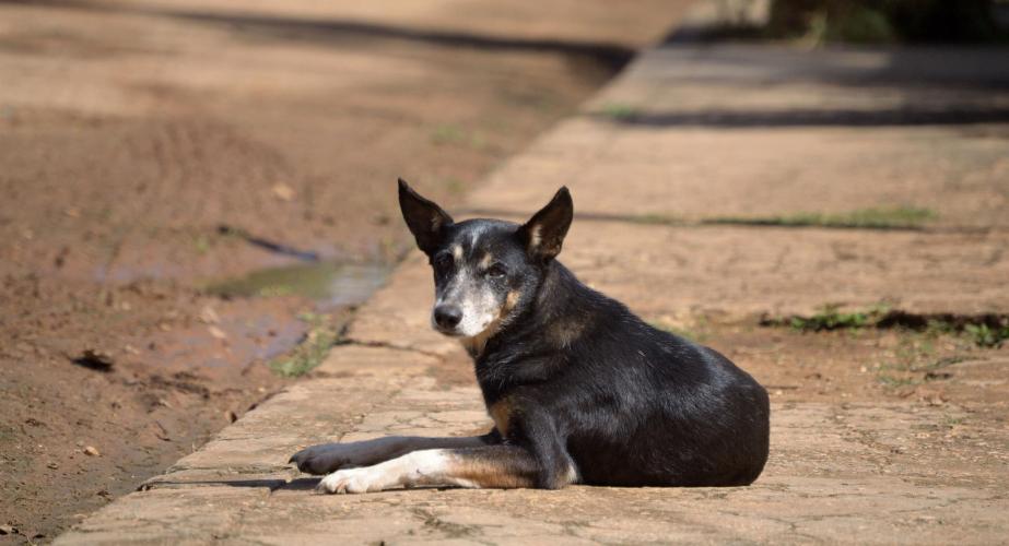 Un perro en una imagen de archivo