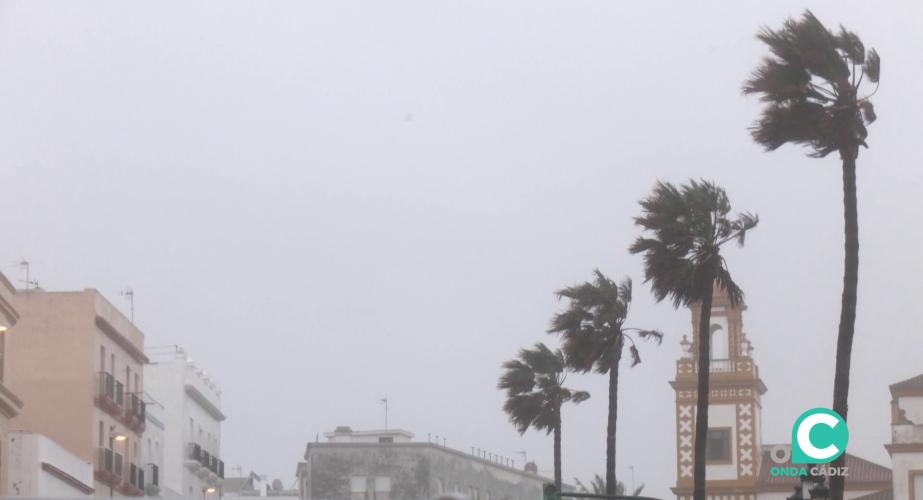 Palmeras azotadas por el viento en el Campo del Sur