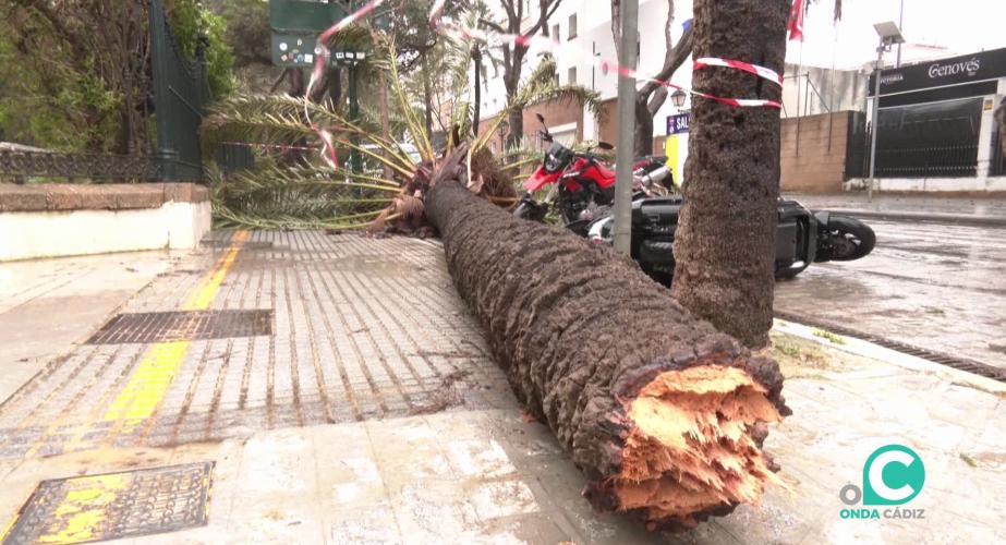 Una palmera caida por la fuerza de las últimas borrascas