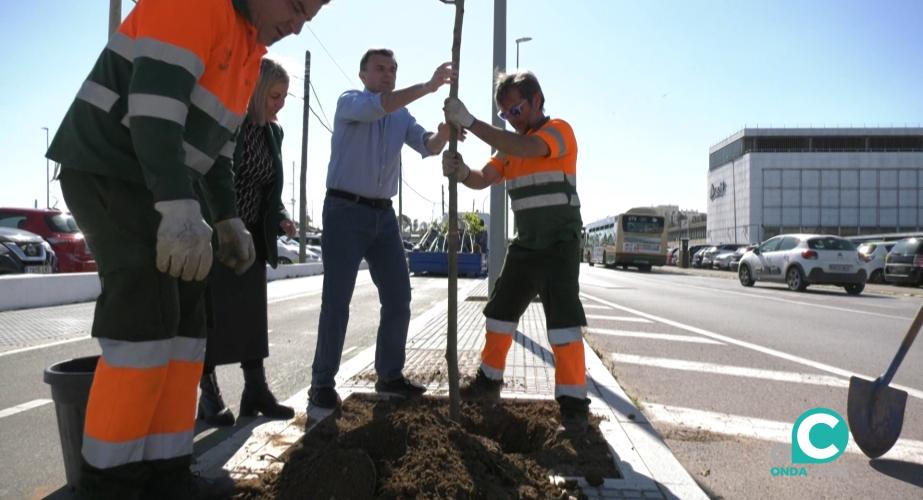 El alcalde y la concejala de Parques y Jardines del Ayuntamiento de Cádiz, Loli Pavón, han supervisado los trabajos de plantación. 