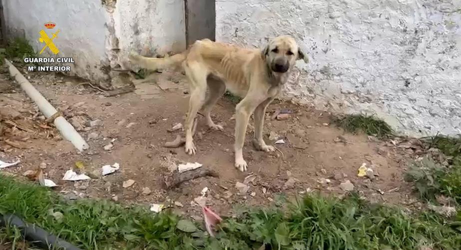 Uno de los canes rescatados durante el operativo