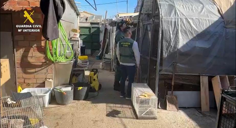 Operación de la Guardia Civil en la que han intervenido más de 500 ejemplares de aves exóticas en una vivienda.