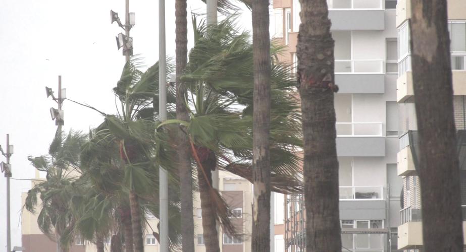 Palmeras azotadas por el viento en el Paseo Marítimo de la capital gaditana 