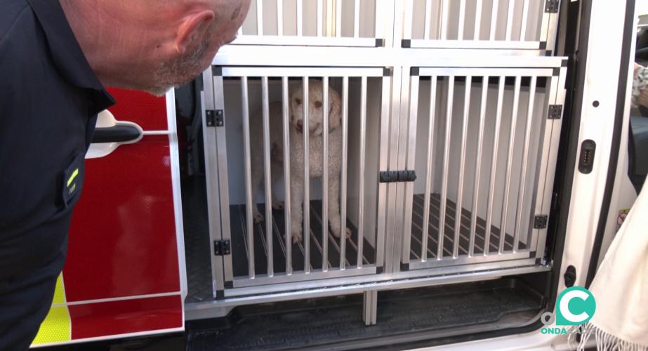 Uno de los canes estrena la nueva adquisición movil