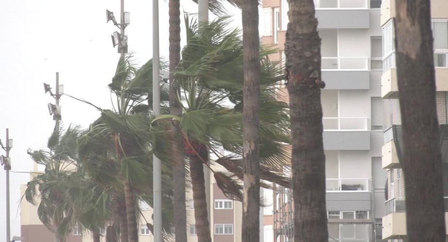 Palmeras azotadas por la fuerza del temporal en la avenida de la Bahía
