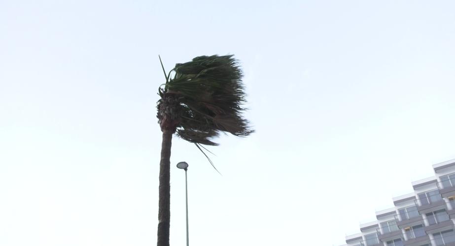 Palmera en el Paseo Marítimo de la capital gaditana