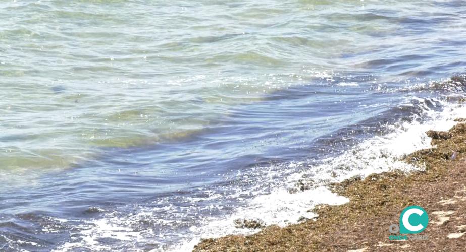 Imagen del alga asiática en la costa gaditana 