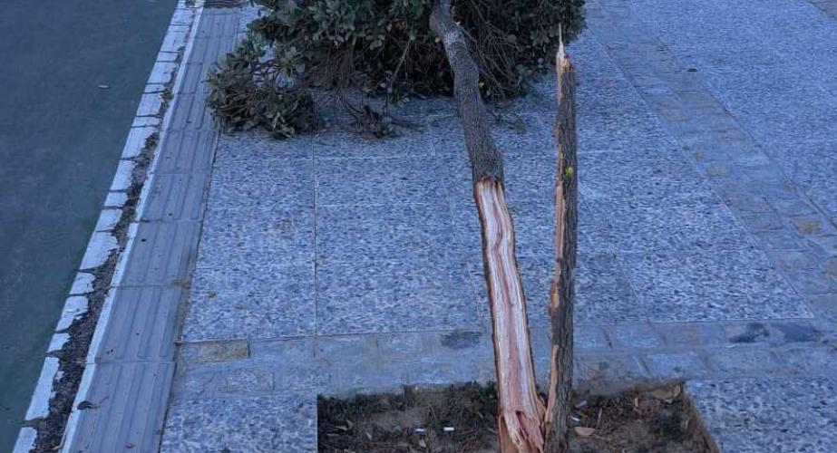 Uno de los cinco árboles destrozados en el Paseo Marítimo de Cádiz.