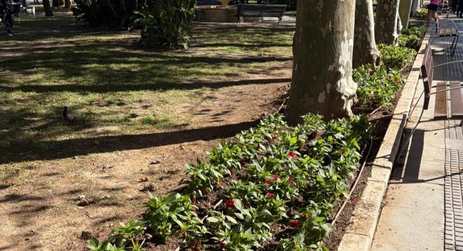 Parques y jardines renuevan las flores de la plaza España y el parque. 
