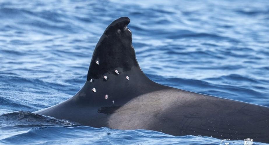Imagen de archivo de una de las orcas con posibles marcas de perdigones en su aleta dorsal