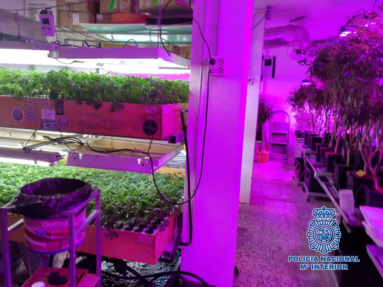 noticias cadiz plantacion en jerez.jpg noticias cadiz plantacion en jerez.jpg