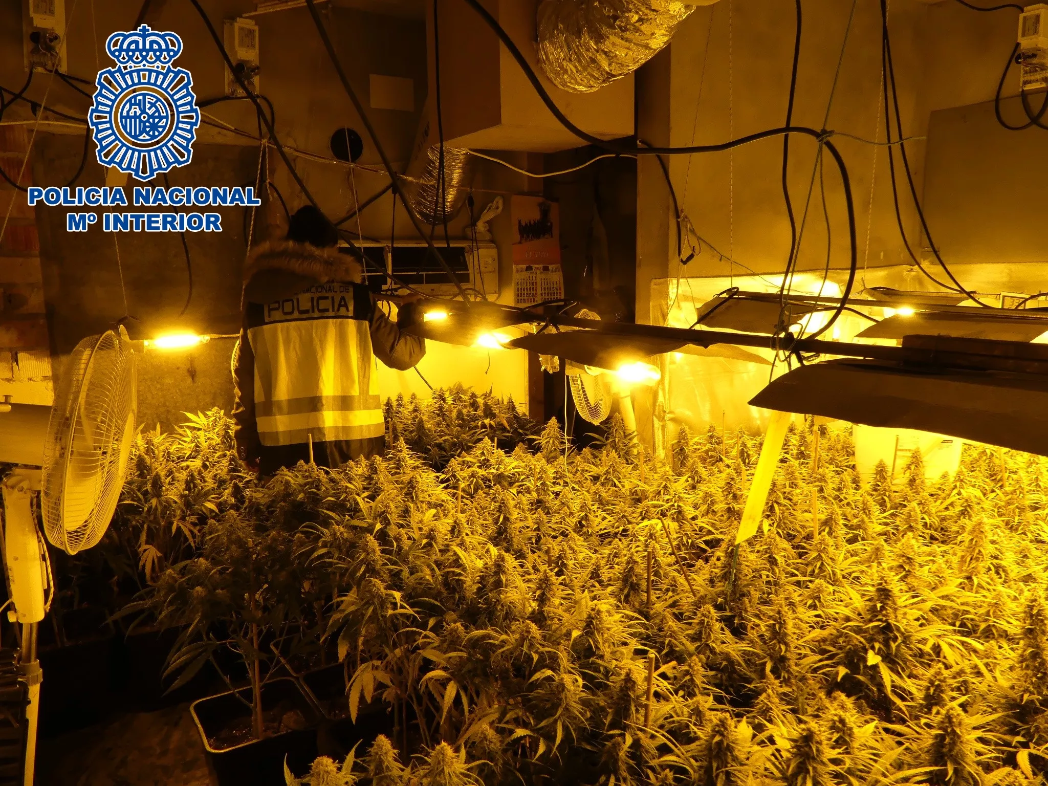 noticias cadiz Sanlúcar Plantación Marihuana (4).jpg noticias cadiz Sanlúcar Plantación Marihuana (4).jpg