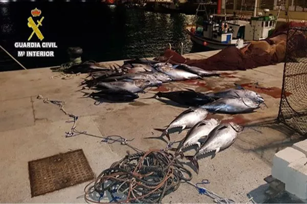noticias cadiz atun rojo_2.jpg noticias cadiz atun rojo_2.jpg