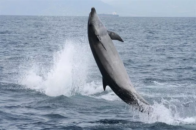 noticias cadiz cetaceos.jpg noticias cadiz cetaceos.jpg