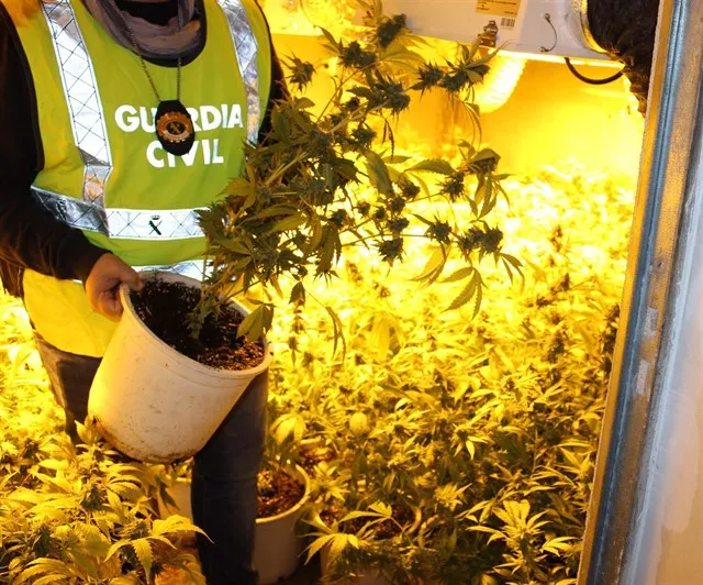 noticias cadiz cultivo marihuana.jpg noticias cadiz cultivo marihuana.jpg