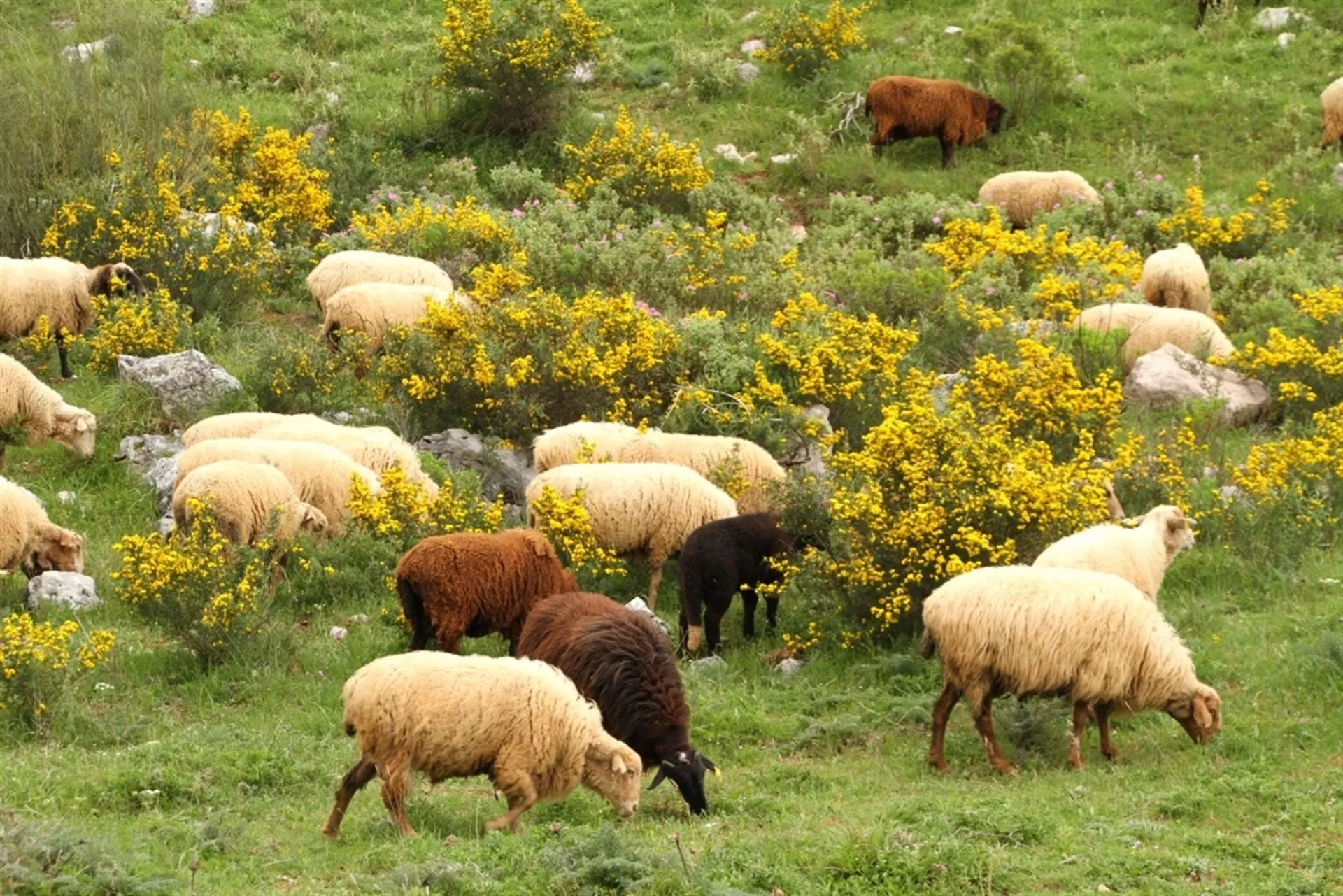 noticias cadiz oveja merina.jpg noticias cadiz oveja merina.jpg