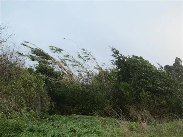 noticias cadiz viento_6.jpg noticias cadiz viento_6.jpg