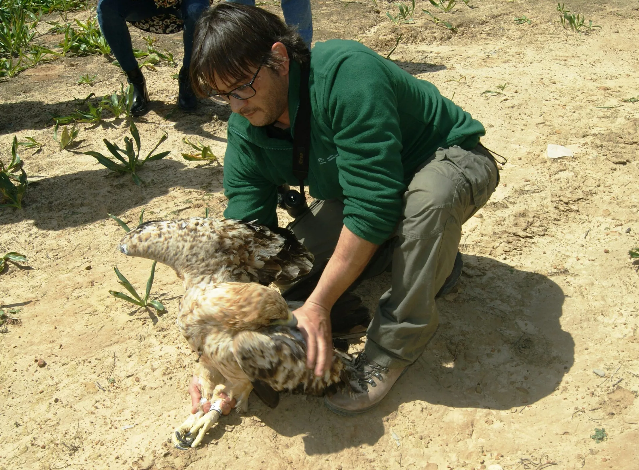 noticias cadiz aguila.JPG